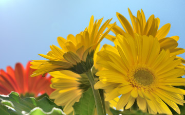 Картинка цветы герберы макро жёлтые