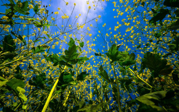 Картинка цветы луговые+ полевые +цветы листья природа веточки небо вид снизу цветочки