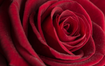 Картинка цветы розы макро роза бутон