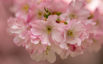 обоя цветы, сакура,  вишня, цветение, вишня, цветки, макро