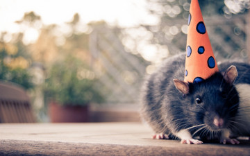 Картинка животные крысы +мыши крыса грызун колпак клетка