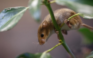 Картинка животные крысы +мыши мышь стебель ветка