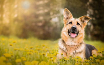 Картинка животные собаки цветы одуванчики овчарка собака немецкая