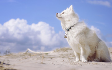 Картинка животные собаки финский лаппхунд собака финская лопарская лайка