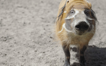 Картинка животные свиньи +кабаны кабан дикий грива