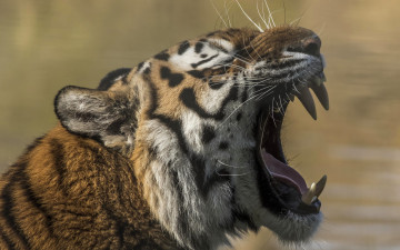 Картинка животные тигры морда клыки зубки пасть хищник дикая кошка зверь тигр