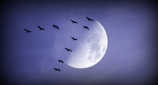 Обои картинки фото животные, птицы, луна, ночь