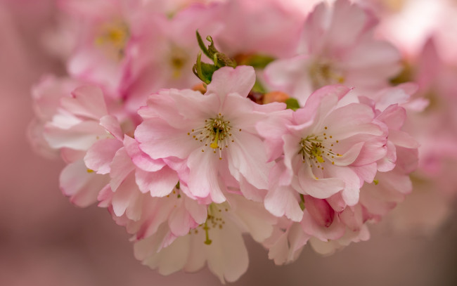 Обои картинки фото цветы, сакура,  вишня, цветение, вишня, цветки, макро