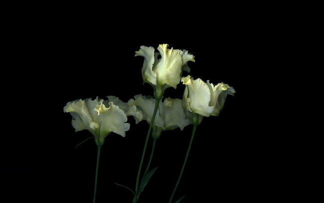 Обои картинки фото цветы, тюльпаны, лепестки, стебель, свет, тень, фон