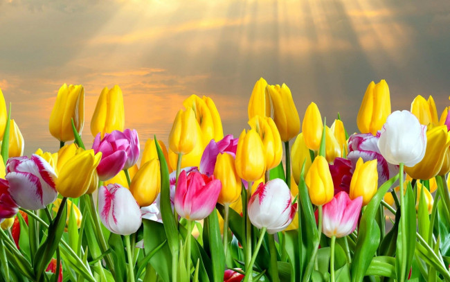 Обои картинки фото цветы, тюльпаны, лучи, поле, разноцветные