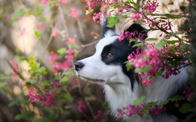 Обои картинки фото животные, собаки, цветы, морда, бордер-колли, собака