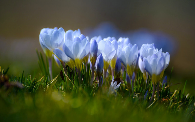 Обои картинки фото цветы, крокусы, весна, боке, макро, шафран