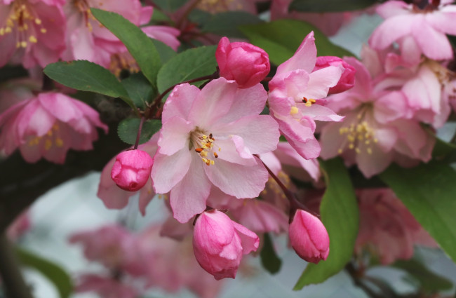 Обои картинки фото цветы, цветущие деревья ,  кустарники, розовый, цветение, весна, макро