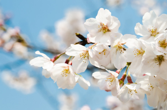 Обои картинки фото цветы, сакура,  вишня, ветка, вишня, весна