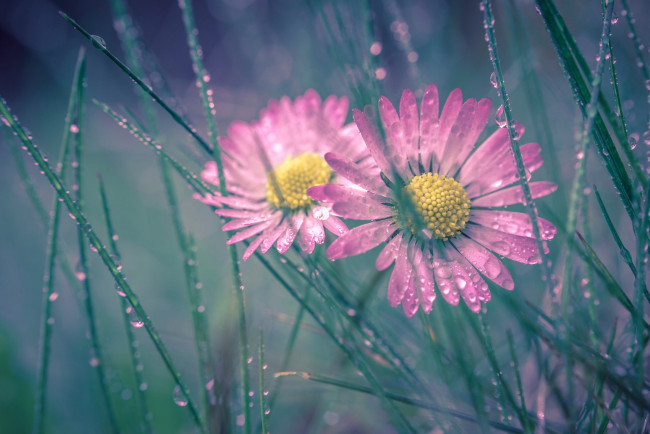 Обои картинки фото цветы, маргаритки, макро, роса, капли, трава, дуэт