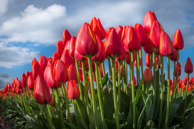 Обои картинки фото цветы, тюльпаны, небо, природа