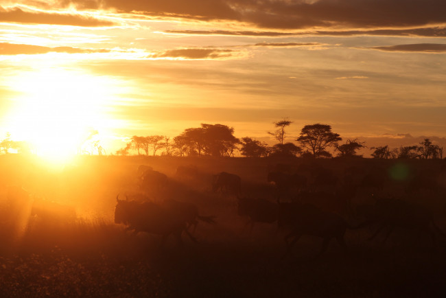 Обои картинки фото животные, антилопы, гну, африка, закат, солнце, савана