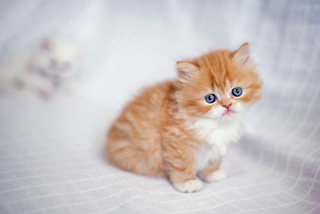 Обои картинки фото животные, коты, взгляд, малыш, рыжий, котёнок, персидская, кошка