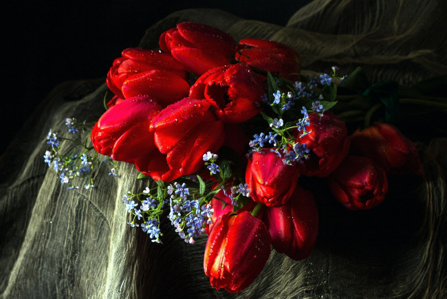 Обои картинки фото цветы, разные вместе, незабудки, тюльпаны