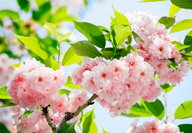 Обои картинки фото цветы, сакура,  вишня, вишня, дерево, цветение, весна
