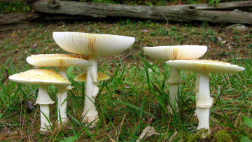 Картинка природа грибы +мухомор семейка грибная