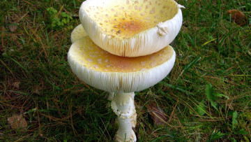 Картинка природа грибы +мухомор трио