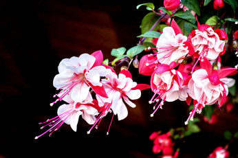 Картинка цветы фуксия бело-розовый