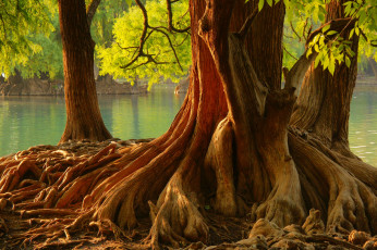 Картинка природа деревья корни водоем