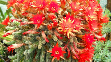 Картинка хамецереус цветы кактусы кактуси