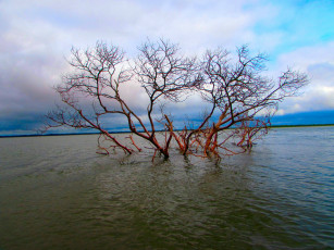 Картинка природа реки озера дерево река