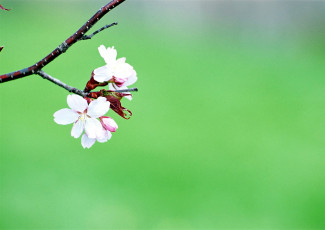 Картинка цветы цветущие+деревья+ +кустарники ветка цветение весна