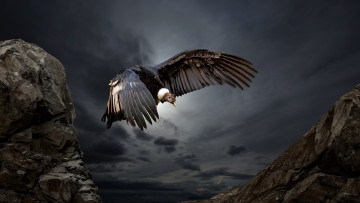Картинка животные птицы+-+хищники condor