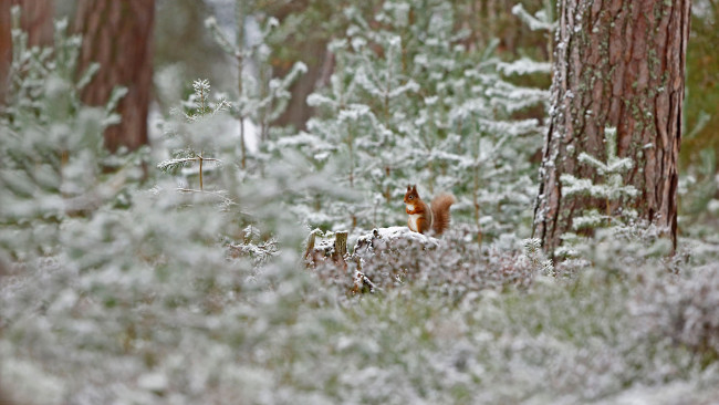 Обои картинки фото животные, белки, белка, снег, лес