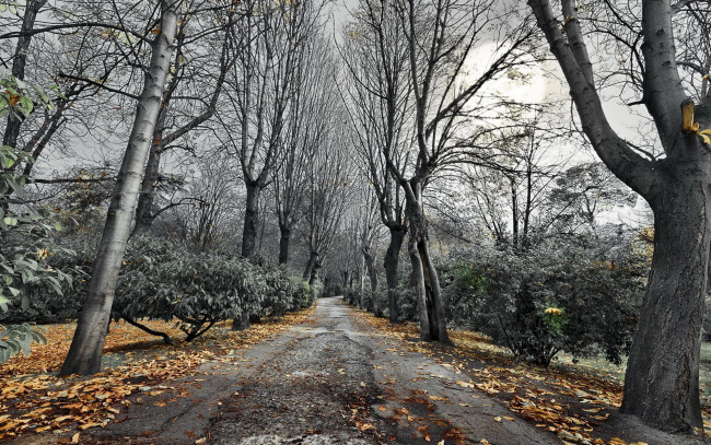 Обои картинки фото природа, дороги, дорога, осень, стволы, деревья