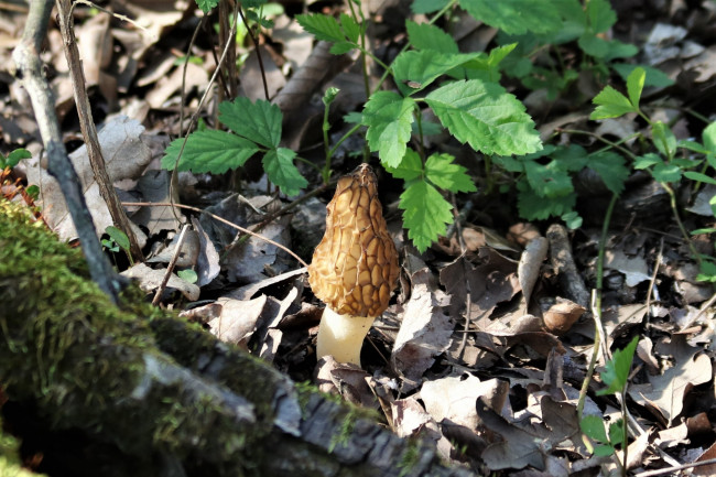 Обои картинки фото природа, грибы, листья, гриб