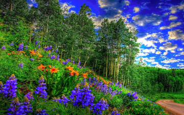 Картинка природа луга лето луг трава цветы