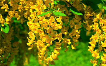 Картинка цветы глициния желтая ветки