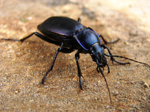 Картинка жук животные насекомые