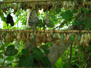 Картинка тропические бабочки однодневки животные