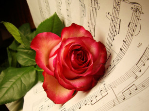 Картинка цветы розы роза ноты
