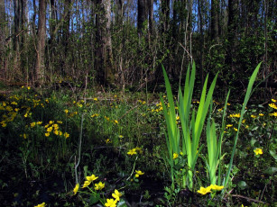 Картинка природа лес цветы осока болото