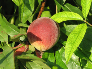 обоя природа, плоды, персик