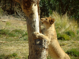 Картинка животные львы дерево львёнок