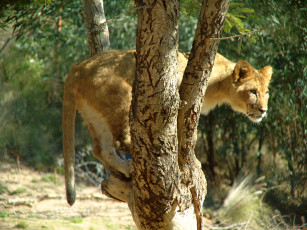 Картинка животные львы львёнок дерево