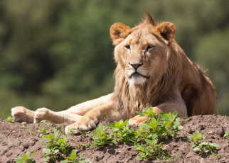 Картинка животные львы лев морда смотрит