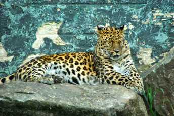 Картинка животные леопарды камень отдых леопард
