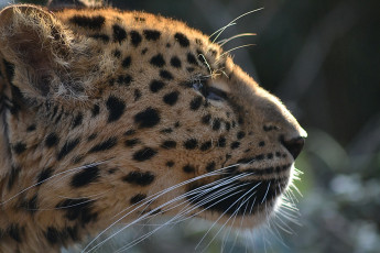 Картинка животные леопарды морда профиль усы леопард