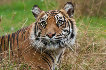 Картинка животные тигры морда взгляд тигр