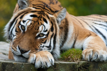 Картинка животные тигры тигр морда лапы