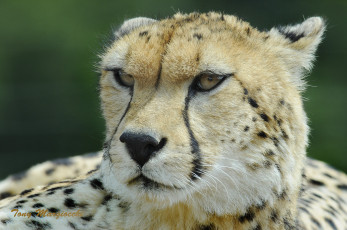 Картинка животные гепарды гепард морда усы